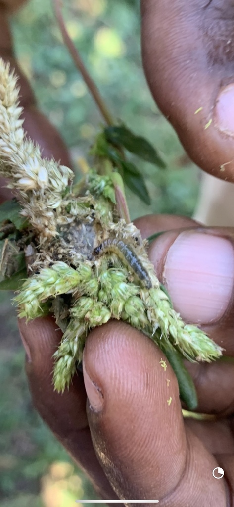 Pickleworm Moth from The University of the West Indies At Mona Jamaica ...