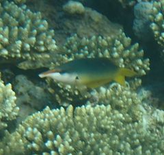 Gomphosus klunzingeri