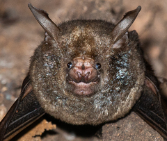 Cyclops Leaf-Nosed Bat photo 4