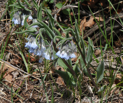 Mertensia oblongifolia