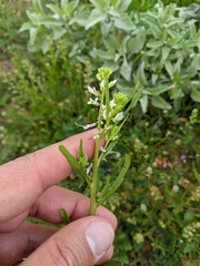 Caulanthus lasiophyllus