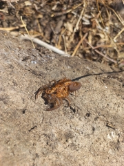 Centruroides limpidus