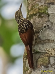 Xiphorhynchus lachrymosus