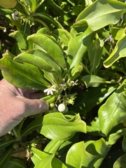 Scaevola taccada