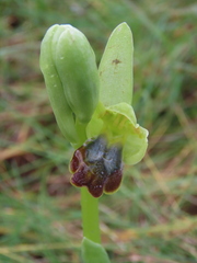 Ophrys fusca fusca