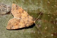 Xanthia ocellaris
