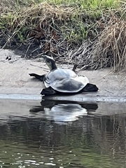 Apalone spinifera guadalupensis