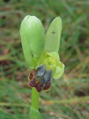 Ophrys fusca fusca