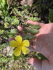 Tribulus cistoides