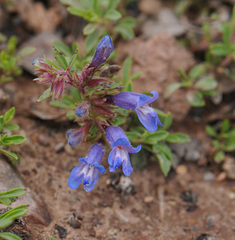 Penstemon crandallii