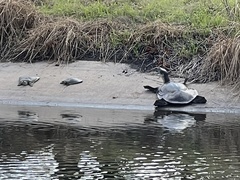 Apalone spinifera guadalupensis