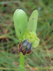 Ophrys fusca fusca