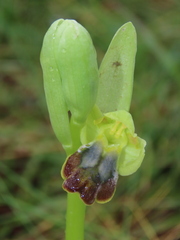 Ophrys fusca fusca