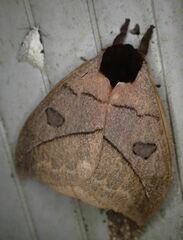 Automeris abdominalis