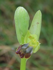Ophrys fusca fusca