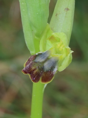 Ophrys fusca fusca
