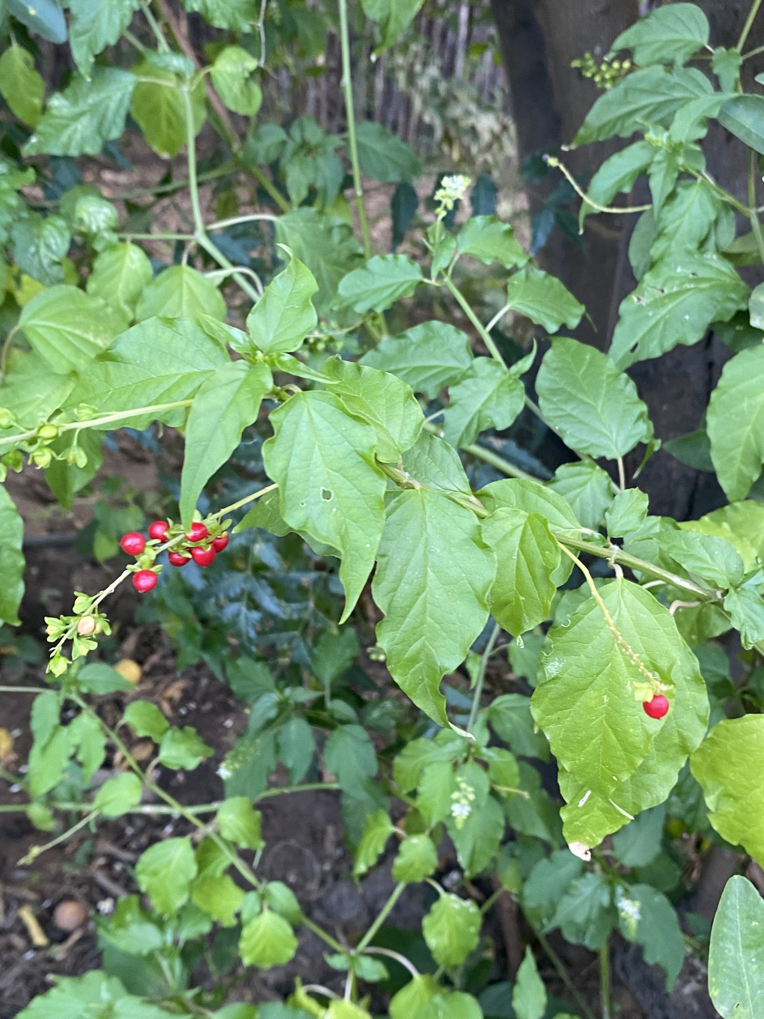 Rivina humilis