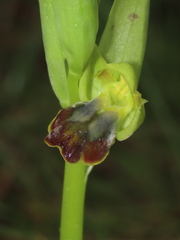 Ophrys fusca fusca