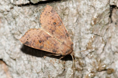 Xanthia ocellaris