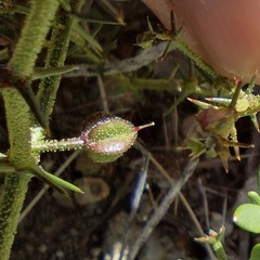 Fagonia pachyacantha