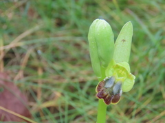 Ophrys fusca fusca