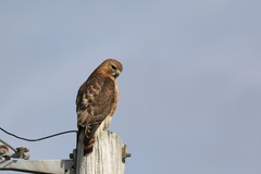 Buteo jamaicensis × lineatus