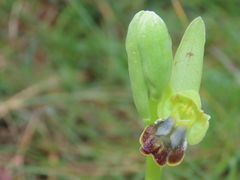 Ophrys fusca fusca