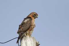 Buteo jamaicensis × lineatus