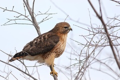 Buteo jamaicensis × lineatus
