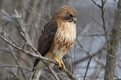 Buteo jamaicensis × lineatus