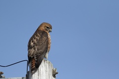 Buteo jamaicensis × lineatus