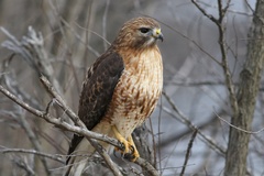 Buteo jamaicensis × lineatus