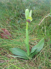 Ophrys fusca fusca