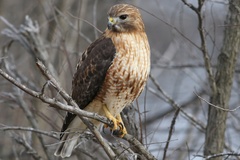 Buteo jamaicensis × lineatus