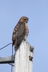 Buteo jamaicensis × lineatus