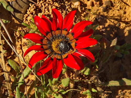 Image of Gazania leiopoda by (c) Peter Archdale, some rights reserved (CC BY)