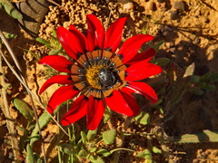 Gazania leiopoda