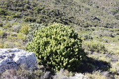 Mimetes fimbriifolius