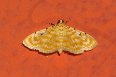 Notarcha quaternalis