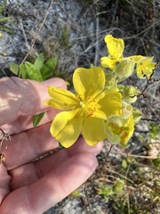Crocanthemum corymbosum