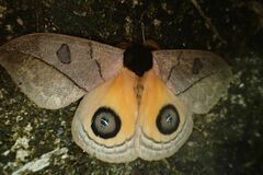 Automeris abdominalis