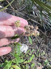 Crocanthemum corymbosum