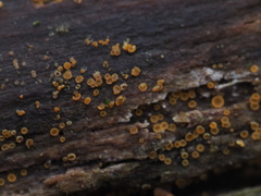 Arachnopeziza trabinelloides