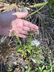 Crocanthemum corymbosum