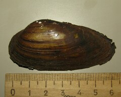 Unio pictorum