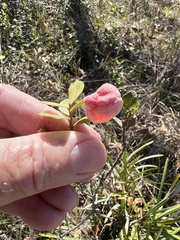 Exobasidium ferrugineae