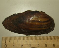 Unio pictorum