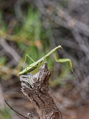 Coptopteryx gayi