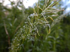 Anthoxanthum odoratum