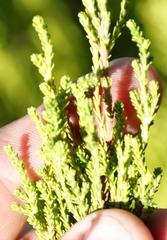 Erica tristis